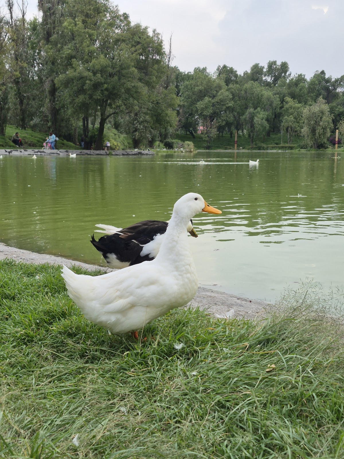 Vida cotidiana: lago, juegos, deporte y educación
